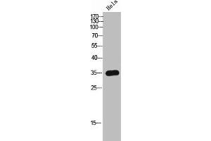 Western Blot analysis of HeLa cells using Olfactory receptor 8I2 Polyclonal Antibody (OR8I2 抗体  (Internal Region))