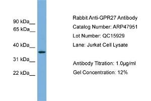 WB Suggested Anti-GPR27  Antibody Titration: 0. (GPR27 抗体  (N-Term))