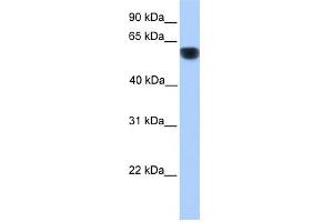 CYP1A1 antibody used at 1 ug/ml to detect target protein. (CYP1A1 抗体  (Middle Region))