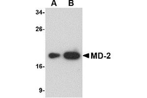 Western Blotting (WB) image for anti-Lymphocyte Antigen 96 (LY96) antibody (ABIN1031731) (LY96 抗体)