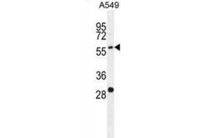 Western Blotting (WB) image for anti-Paralemmin 3 (PALM3) antibody (ABIN2996355) (PALM3 抗体)