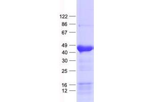 Validation with Western Blot (DPEP1 Protein (His tag))