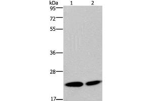 Western Blot analysis of Hela and Jurkat cell using NPM3 Polyclonal Antibody at dilution of 1:300 (NPM3 抗体)
