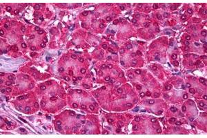 Anti-UBE2I antibody IHC staining of human pancreas.