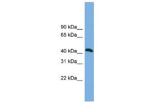 WB Suggested Anti-ANKMY2 Antibody Titration: 0. (ANKMY2 抗体  (N-Term))