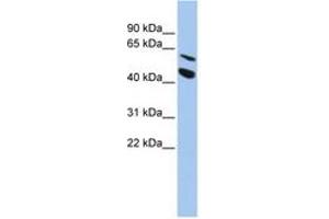 Image no. 1 for anti-Matrix Metallopeptidase 24 (Membrane-inserted) (MMP24) (AA 468-517) antibody (ABIN6743434) (MMP24 抗体  (AA 468-517))