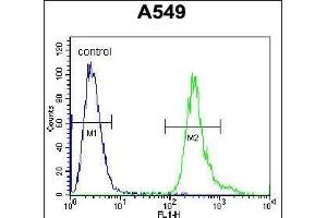 LRRC6 Antibody (Center) (ABIN655700 and ABIN2845153) flow cytometric analysis of A549 cells (right histogram) compared to a negative control cell (left histogram). (LRRC6 抗体  (AA 179-207))