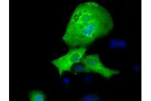 Anti-RFPL1 mouse monoclonal antibody (ABIN2453595) immunofluorescent staining of COS7 cells transiently transfected by pCMV6-ENTRY RFPL1 (RC211141). (RFPL1 抗体)