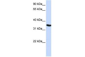 DPPA2 antibody used at 1 ug/ml to detect target protein. (DPPA2 抗体  (N-Term))