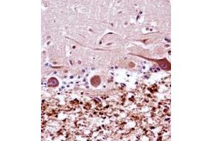 Formalin fixed and paraffin embedded human cerebellum tissue reacted with XRCC9 / FANCG Antibody (C-term) followed by peroxidase conjugation of the secondary antibody and DAB staining. (FANCG 抗体  (C-Term))