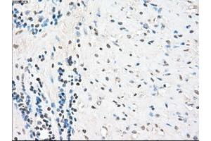 Image no. 1 for anti-Protein Phosphatase 5, Catalytic Subunit (PPP5C) antibody (ABIN1500391) (PP5 抗体)