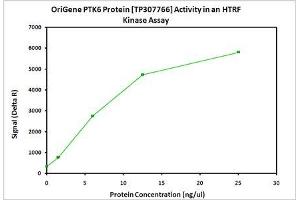 Activity Assay (AcA) image for PTK6 Protein tyrosine Kinase 6 (PTK6) (Active) protein (Myc-DYKDDDDK Tag) (ABIN2730083)
