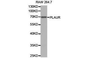 Western Blotting (WB) image for anti-Plasminogen Activator, Urokinase Receptor (PLAUR) antibody (ABIN2650943) (PLAUR 抗体)