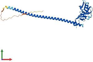Protein Structure (PS) image for C-Type Lectin Domain Family 12, Member B (CLEC12B) (AA 1-276) protein (His tag) (ABIN7546589)