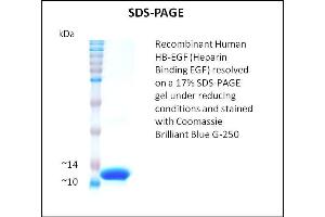 SDS-PAGE (SDS) image for Heparin Binding EGF (Active) protein (ABIN5509459) (Heparin Binding EGF (Active) 蛋白)