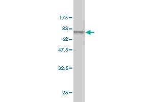 Western Blot detection against Immunogen (77.