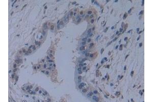 Immunohistochemistry (IHC) image for anti-Toll-Like Receptor Adaptor Molecule 1 (TICAM1) (AA 443-685) antibody (ABIN7441424)