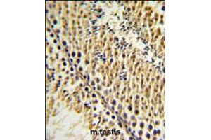 EXTL3 Antibody IHC analysis in formalin fixed and paraffin embedded testis tissue followed by peroxidase conjugation of the secondary antibody and DAB staining. (EXTL3 抗体  (N-Term))