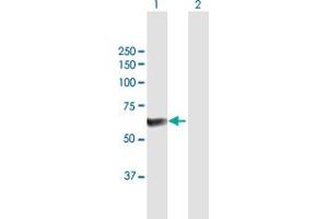 Western Blot analysis of PPP5C expression in transfected 293T cell line by PPP5C MaxPab polyclonal antibody. (PP5 抗体  (AA 1-499))