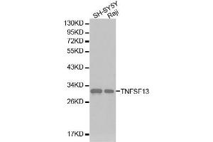 Western blot analysis of SH-SY5Y cell and Raji cell lysate using TNFSF13 antibody. (TNFSF13 抗体  (AA 105-247))