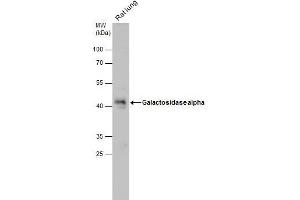 WB Image Galactosidase alpha antibody [N1C2] detects Galactosidase alpha protein by western blot analysis. (GLA 抗体)
