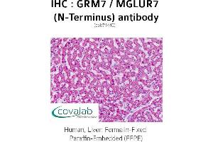 Image no. 2 for anti-Glutamate Receptor, Metabotropic 7 (GRM7) (Extracellular Domain), (N-Term) antibody (ABIN1735280)