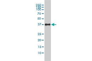 F11R monoclonal antibody (M01), clone 2E3-1C8 Western Blot analysis of F11R expression in HepG2 . (F11R 抗体  (AA 1-299))