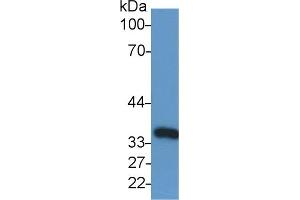 Detection of GAPDH in Human Lung lysate using Anti-Glyceraldehyde-3-Phosphate Dehydrogenase (GAPDH) Monoclonal Antibody (GAPDH 抗体  (AA 2-148))