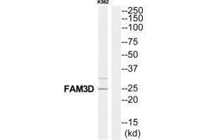 Western blot analysis of extracts from K562 cells, using FAM3D antibody. (FAM3D 抗体  (C-Term))