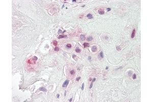 Anti-PON2 antibody IHC of human placenta. (PON2 抗体  (AA 93-103))