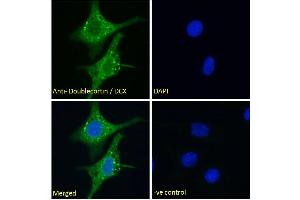 (ABIN6391364) Immunofluorescence analysis of paraformaldehyde fixed HepG2 cells, permeabilized with 0. (Doublecortin 抗体  (AA 69-81))