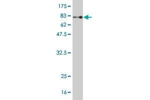 Western Blotting (WB) image for anti-Membrane Protein, Palmitoylated 1, 55kDa (MPP1) (AA 1-466) antibody (ABIN561843)
