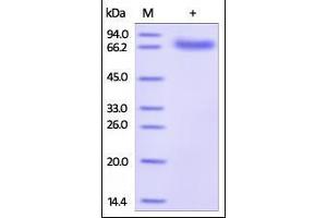 SDS-PAGE (SDS) image for CD274 (PD-L1) (AA 19-238) (Active) protein (His tag,Fc Tag,AVI tag,Biotin) (ABIN2181597)