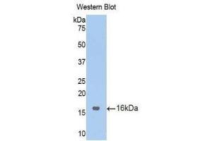 Western Blotting (WB) image for anti-Endoglin (ENG) (AA 27-137) antibody (ABIN1174028) (Endoglin 抗体  (AA 27-137))