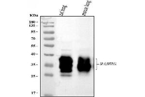 Western blot analysis of SFTPA1/2 using anti-SFTPA1/2 antibody (ABIN3043922).