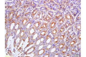 Formalin-fixed and paraffin embedded mouse stomach labeled with Anti-Phospho-Met(Tyr1234/1235) Polyclonal Antibody, Unconjugated (ABIN743843) at 1:200 followed by conjugation to the secondary antibody and DAB staining (c-MET 抗体  (pTyr1234, pTyr1235))