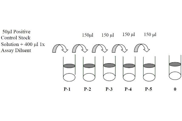 JAK1 ELISA 试剂盒