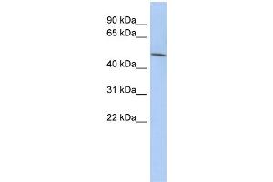 WB Suggested Anti-LRRC42 Antibody Titration: 0. (LRRC42 抗体  (N-Term))