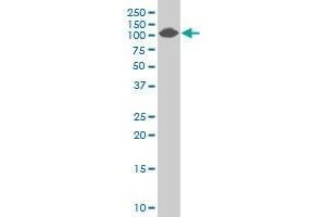 Western Blotting (WB) image for anti-Collagen, Type IV, alpha 3 (Goodpasture Antigen) Binding Protein (COL4A3BP) (AA 499-598) antibody (ABIN564361)