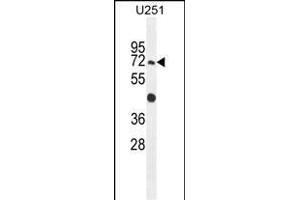 GA1 Antibody (N-term) (ABIN654679 and ABIN2844373) western blot analysis in  cell line lysates (35 μg/lane). (GPAA1 抗体  (N-Term))