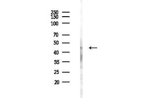 anti-Tubulin tyrosine Ligase (TTL) antibody