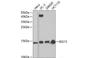 Western blot analysis of extracts of various cell lines using ISG15 Polyclonal Antibody at dilution of 1:1000. (ISG15 抗体)