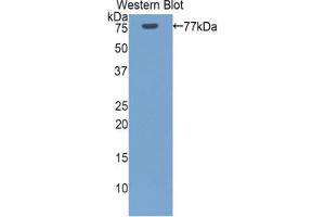 Western blot analysis of the recombinant protein. (HSPA1L 抗体  (AA 1-641))