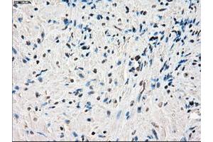 Image no. 2 for anti-P450 (Cytochrome) Oxidoreductase (POR) antibody (ABIN1497747) (POR 抗体)