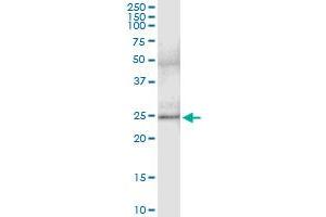 Immunoprecipitation of CEACAM21 transfected lysate using anti-CEACAM21 MaxPab rabbit polyclonal antibody and Protein A Magnetic Bead , and immunoblotted with CEACAM21 MaxPab mouse polyclonal antibody (B01) . (CEACAM21 抗体  (AA 1-191))