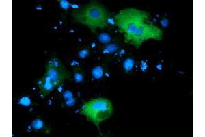 Immunofluorescence (IF) image for anti-phosphoinositide-3-Kinase Adaptor Protein 1 (PIK3AP1) antibody (ABIN1496827)