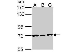 WB Image Sample (30 ug of whole cell lysate) A: H1299 B: Hela C: Hep G2 , 7. (Lamin B2 抗体)