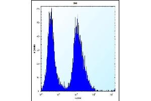 CLDN2 Antibody (C-term ) (ABIN656564 and ABIN2845824) flow cytometric analysis of 293 cells (right histogram) compared to a negative control cell (left histogram). (Claudin 2 抗体  (C-Term))