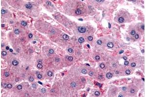 Human Liver (formalin-fixed, paraffin-embedded) stained with DPP9 antibody ABIN364226 at 20 ug/ml followed by biotinylated goat anti-rabbit IgG secondary antibody ABIN481713, alkaline phosphatase-streptavidin and chromogen. (DPP9 抗体  (N-Term))