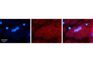 Rabbit Anti-HTRA1 Antibody Catalog Number: ARP63548_P050 Formalin Fixed Paraffin Embedded Tissue: Human heart Tissue Observed Staining: Cytoplasmic Primary Antibody Concentration: 1:100 Other Working Concentrations: 1:600 Secondary Antibody: Donkey anti-Rabbit-Cy3 Secondary Antibody Concentration: 1:200 Magnification: 20X Exposure Time: 0. (HTRA1 抗体  (N-Term))